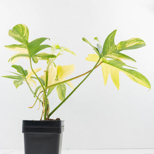 Philodendron 'Pedatum' Variegated (wk34-L40)