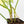 Philodendron 'Pedatum' Variegated (wk34-L40)