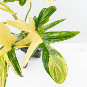 Philodendron 'Pedatum' Variegated (wk34-L40)