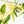 Philodendron 'Pedatum' Variegated (wk34-L40)