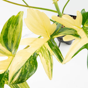 Philodendron 'Pedatum' Variegated (wk34-L40)