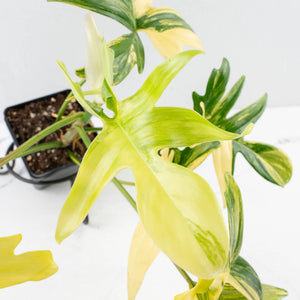 Philodendron 'Pedatum' Variegated (wk34-L40)