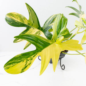 Philodendron 'Pedatum' Variegated (wk34-L40)