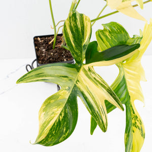 Philodendron 'Pedatum' Variegated (wk34-L40)