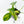 Philodendron 'Pedatum' Variegated (wk19-G)
