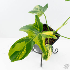 Philodendron 'Pedatum' Variegated (wk19-G)