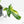 Philodendron 'Pedatum' Variegated (wk19-G)