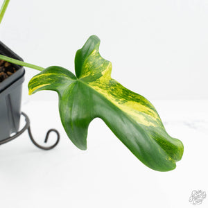 Philodendron 'Pedatum' Variegated (wk19-G)