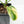 Philodendron 'Pedatum' Variegated (wk19-G)