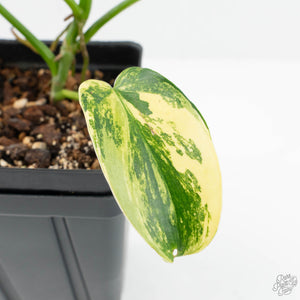 Philodendron 'Pedatum' Variegated (wk19-G)