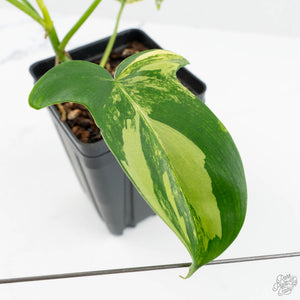 Philodendron 'Pedatum' Variegated (wk19-G)
