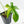 Philodendron 'Pedatum' Variegated (wk19-G)