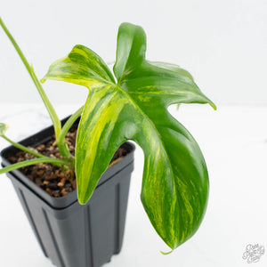 Philodendron 'Pedatum' Variegated (wk19-G)