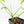Philodendron 'Pedatum' Variegated (wk19-G)