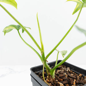 Philodendron 'Pedatum' Variegated (wk19-G)