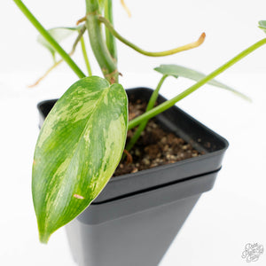 Philodendron 'Pedatum' Variegated (wk22-I)
