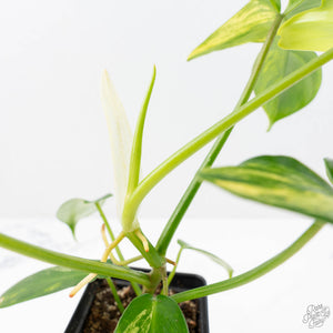 Philodendron 'Pedatum' Variegated (wk22-I)