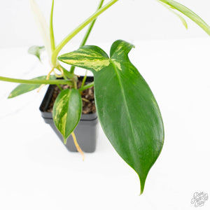 Philodendron 'Pedatum' Variegated (wk22-I)