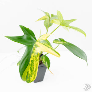 Philodendron 'Pedatum' Variegated (wk22-I)
