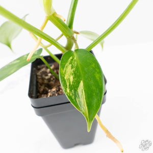 Philodendron 'Pedatum' Variegated (wk22-I)
