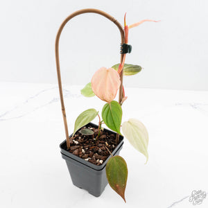 Philodendron micans pink mint variegated  *Grower's Choice*