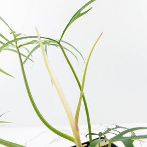 Philodendron polypodioides (wk35-L197)