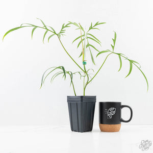 Philodendron polypodioides (wk25-A)