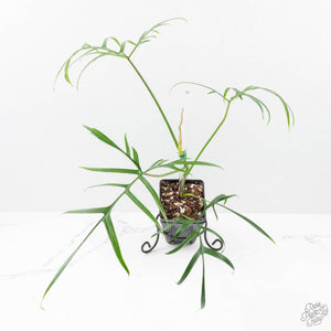 Philodendron polypodioides (wk25-A)
