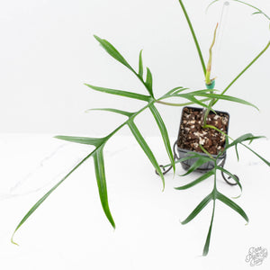 Philodendron polypodioides (wk25-A)