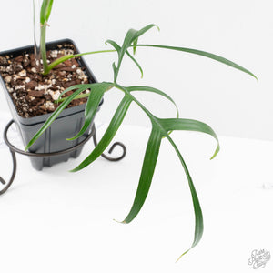 Philodendron polypodioides (wk25-A)