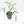 Philodendron polypodioides (wk25-A)