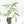 Philodendron polypodioides (wk25-A)