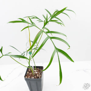 Philodendron polypodioides (wk25-A)
