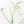 Philodendron polypodioides (wk25-A)