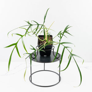 Philodendron polypodioides (wk35-L197)