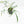 Philodendron polypodioides (wk35-L197)
