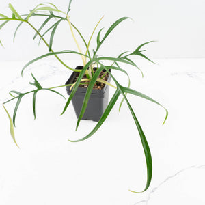 Philodendron polypodioides (wk35-L197)