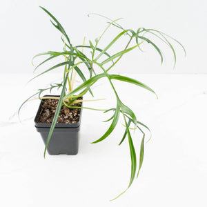 Philodendron polypodioides (wk35-L197)