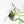 Philodendron polypodioides (wk35-L197)