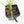 Philodendron polypodioides (wk35-L197)