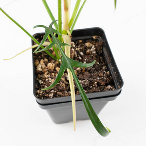 Philodendron polypodioides (wk35-L197)