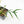 Philodendron polypodioides (wk35-L197)