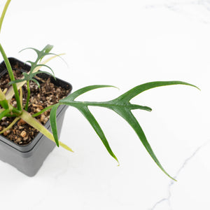 Philodendron polypodioides (wk35-L197)
