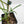 Philodendron Polypodioides (wk42-L197)