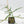 Philodendron Polypodioides (wk42-L197)