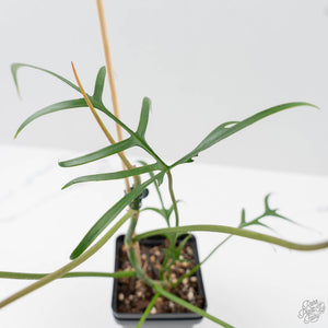 Philodendron Polypodioides (wk42-L197)