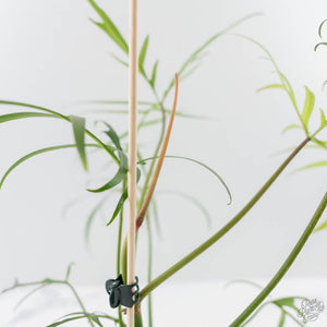 Philodendron Polypodioides (wk42-L197)