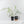Philodendron Polypodioides (wk42-L197)