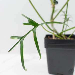 Philodendron Polypodioides (wk42-L197)