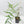 Philodendron Polypodioides (wk42-L197)